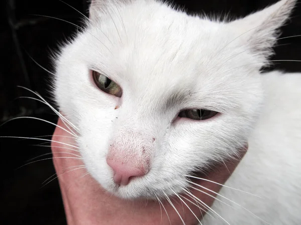Liten Vacker Vit Katt Med Gula Ögon — Stockfoto