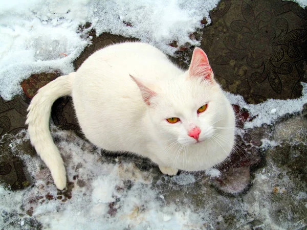 Little Beautiful White Cat Yellow Eyes — Stock Photo, Image