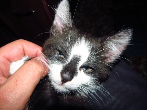 Pequeño Gato Blanco Negro Gris — Foto de Stock