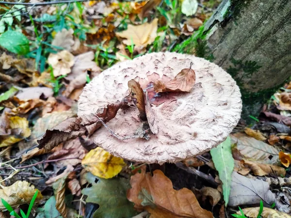 Heerlijke Eetbare Paddenstoel Het Bos — Stockfoto