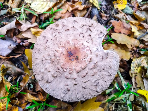 Köstlicher Speisepilz Wald — Stockfoto