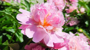 Bahçedeki güzel şakayık çiçeği