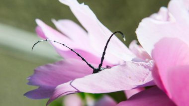 Pembe bir çiçekte güzel siyah bıyık böceği