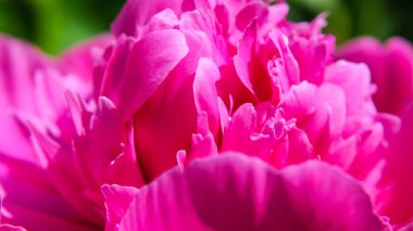 Bahçedeki güzel şakayık çiçeği