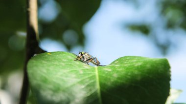 Strikoza armut dalında kızardı.
