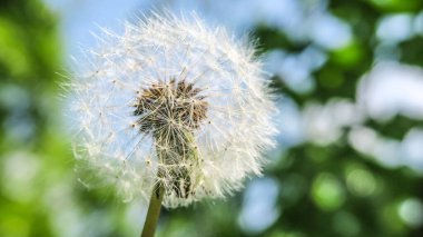 Bahçedeki güzel beyaz karahindiba