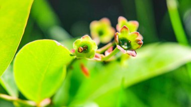 Yaban mersini çalısının yeşil rengi