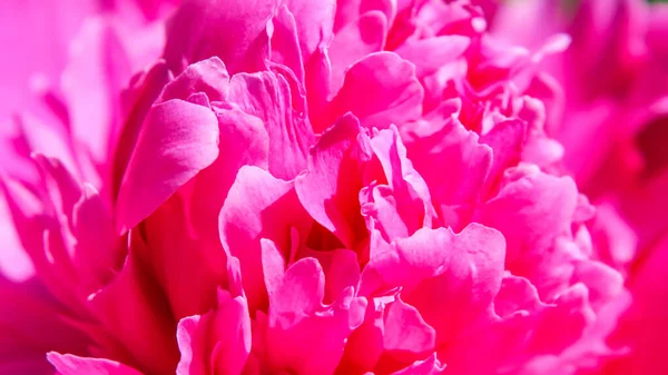 Красива Квітка Півонії Саду — стокове фото