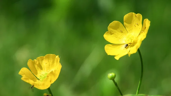 美しい黄色の野生の花や昆虫 — ストック写真