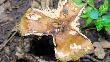Yazın ormanda yenilemez mantar.