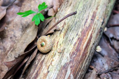 Ormandaki güzel ağaç dokusu