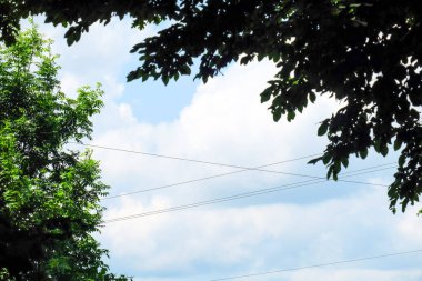 Mavi gökyüzü ve ağaç dalları