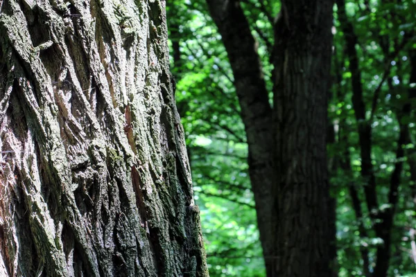 Belle Texture Arbre Dans Forêt — Photo