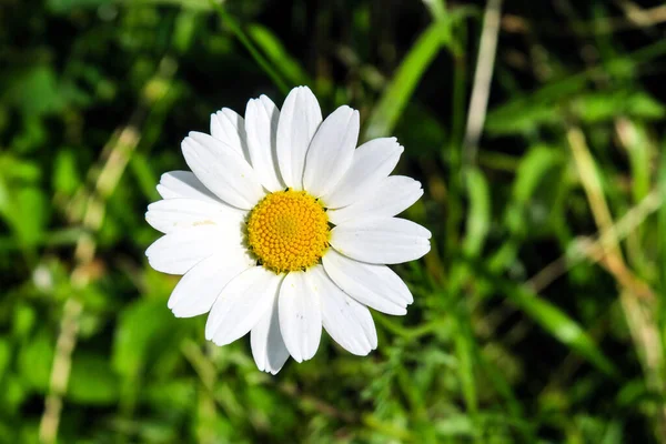 Bellissimo Fiore Selvatico Nel Campo — Foto Stock