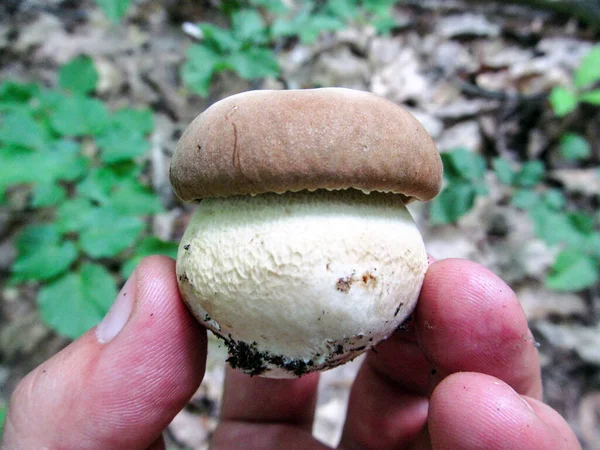 Delicious Edible White Forest Mushroom — Stock Photo, Image