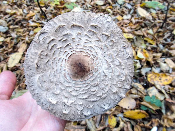 混合林で育つおいしい食用キノコの傘 — ストック写真