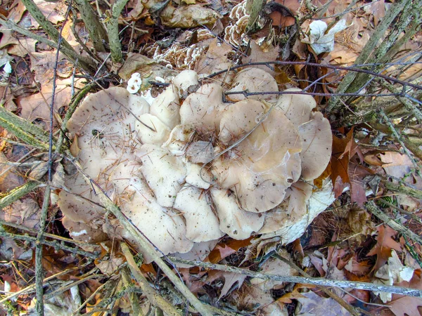 Ein Essbarer Pilz Namens Austernpilz Der Auf Einem Baum Wächst — Stockfoto