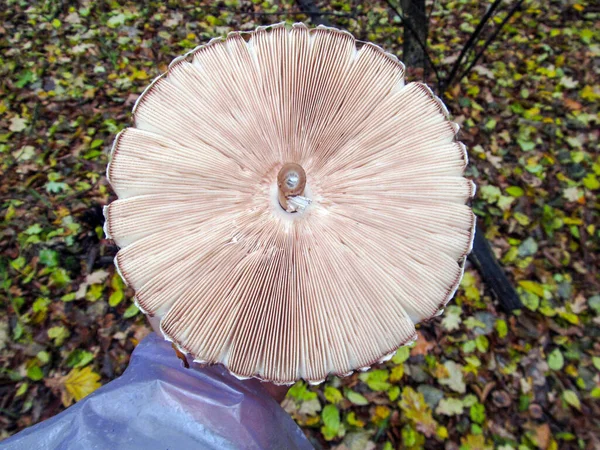在混交林中生长的美味食用菌伞状菌 — 图库照片