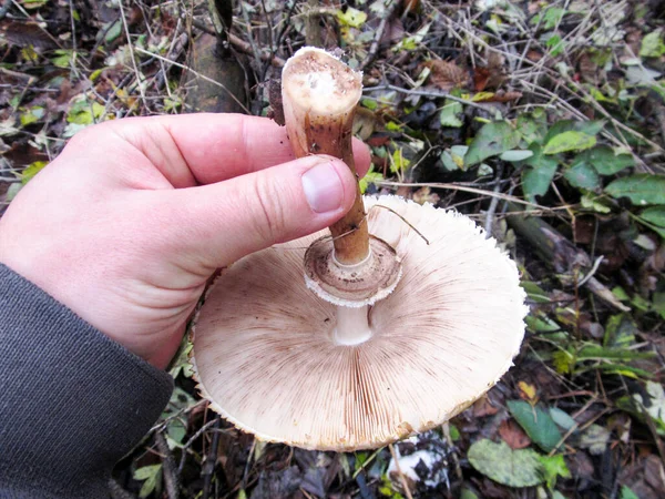 Delicious Edible Mushroom Umbrella Which Grows Mixed Forests — Stock Photo, Image