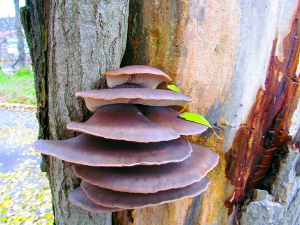 カキキノコと呼ばれる食用キノコと木に成長します — ストック写真