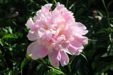 Bahçedeki güzel pembe şakayık çiçekleri