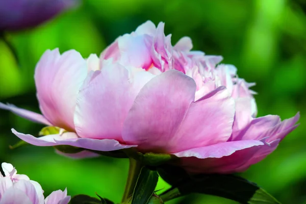 Hermosas Flores Peonía Rosa Jardín — Foto de Stock