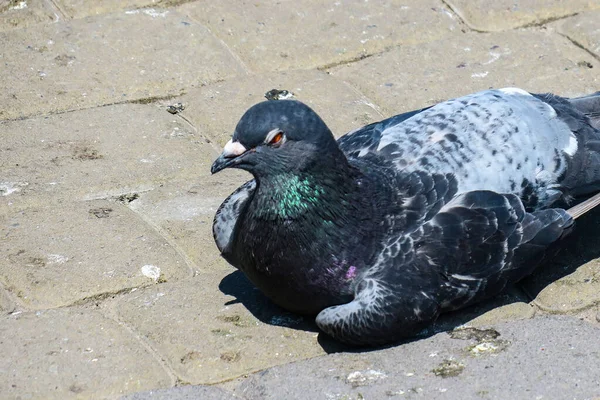 Pigeon Est Assis Sur Trottoir Fatigué Chaleur — Photo