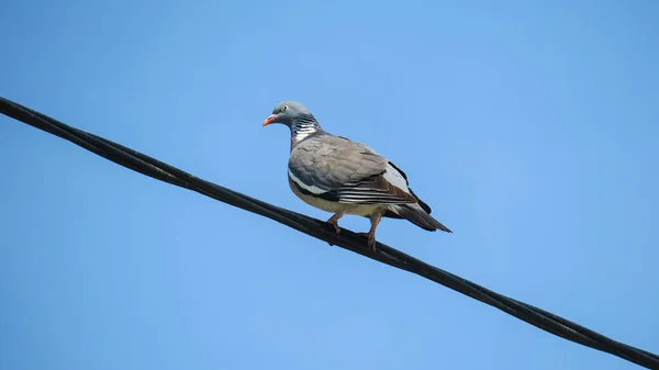 Wild Pigeon Sitting Electric Cables Sky Background — Stock Photo, Image