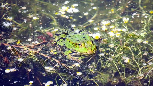 Hermosa Rana Verde Agua Toma Sol — Foto de Stock