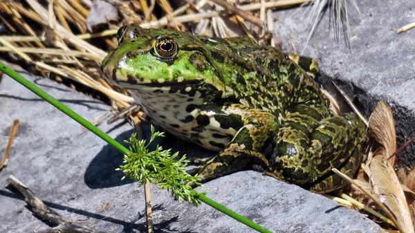 Schöner Grüner Frosch Wasser Sonnt Sich Der Sonne — Stockfoto