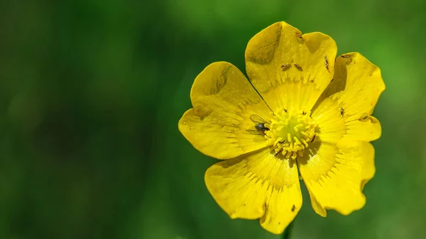 Красива Квітка Клумбі Парку — стокове фото