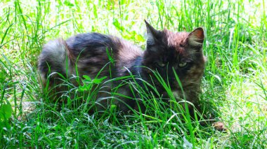 Yeşil çimenlerde oturan kara kedi