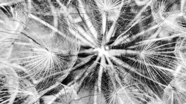 Güzel beyaz bir karahindiba çiçeğinin yakın plan çekimi.