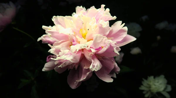 Schöne Pfingstrosenblumen Garten — Stockfoto