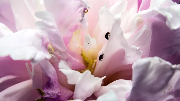Красиві Квіти Півонії Саду — стокове фото