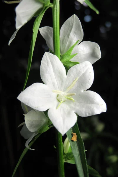 Krásné Bílé Květy Tvaru Hvězdy — Stock fotografie
