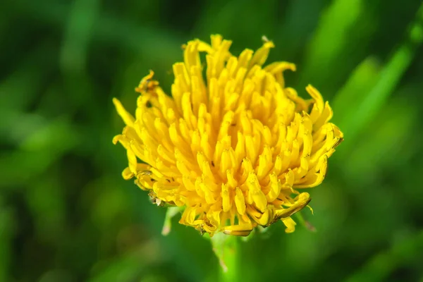 Hermosa Flor Amarilla Jardín —  Fotos de Stock