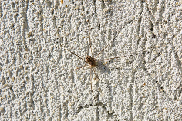 Piccolo Ragno Nero Sul Muro Macrofotografia — Foto Stock