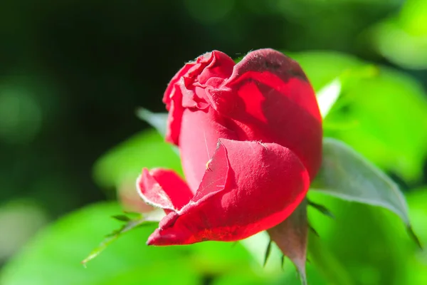 花园里美丽的红玫瑰 — 图库照片