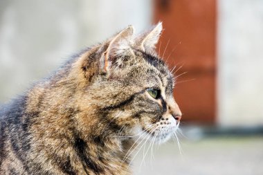 Beautiful pussy sitting on the asphalt