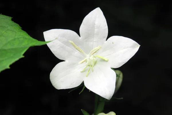 庭の美しい白い五角形の花 — ストック写真