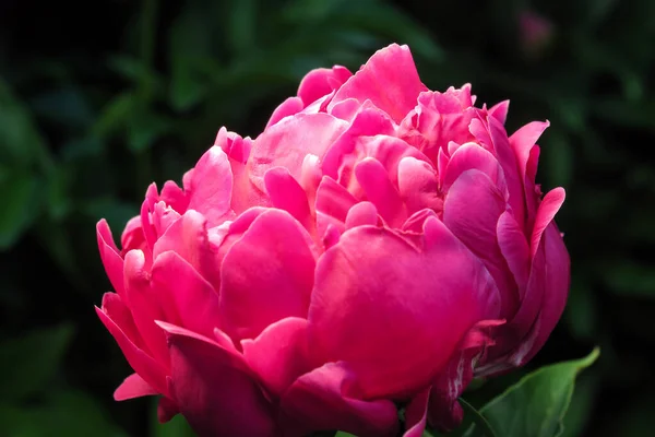 Linda Flor Peônia Vermelha Jardim — Fotografia de Stock