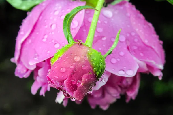 庭の美しい赤い牡丹の花 — ストック写真