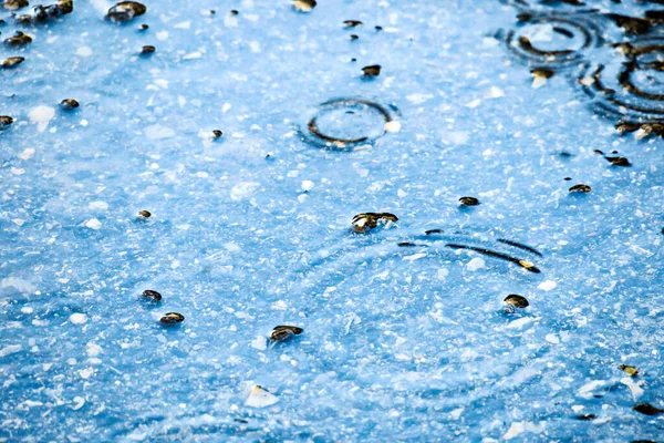 Drops of water in a puddle during the rain