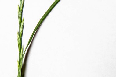 Beyaz kağıtta yeşil çimen yaprakları