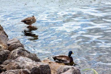 Ördekler gölette suda yüzer.