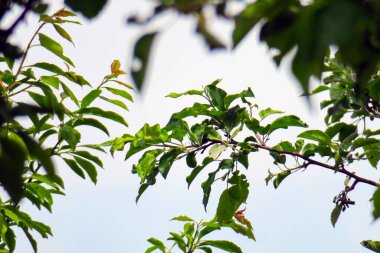 Baharda bahçede güzel yeşil bitkiler