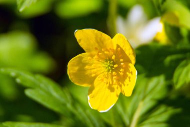 Bahçede güzel bahar çiçekleri