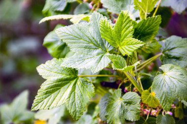 Baharda bahçede güzel yeşil bitkiler