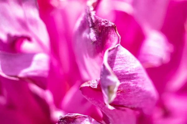 Närbild Bild Vacker Rosa Blomma — Stockfoto